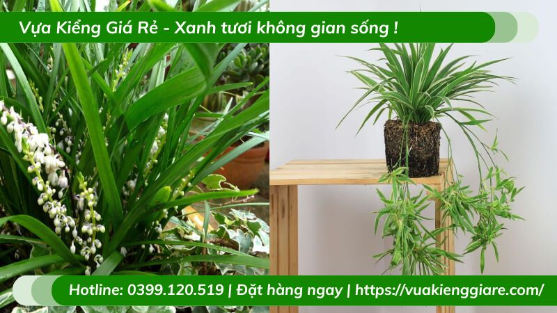 những loại cây trồng trong nhà không cần ánh sáng