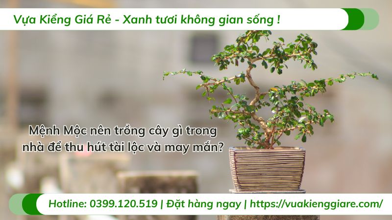 mệnh mộc nên trồng cây gì trong nhà