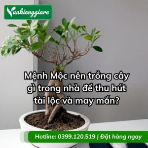 mệnh mộc nên trồng cây gì trong nhà