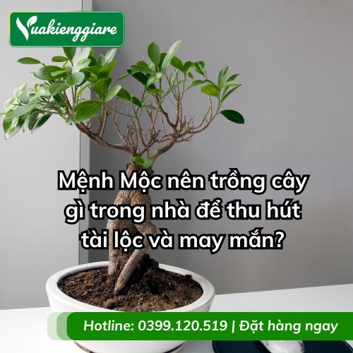 mệnh mộc nên trồng cây gì trong nhà