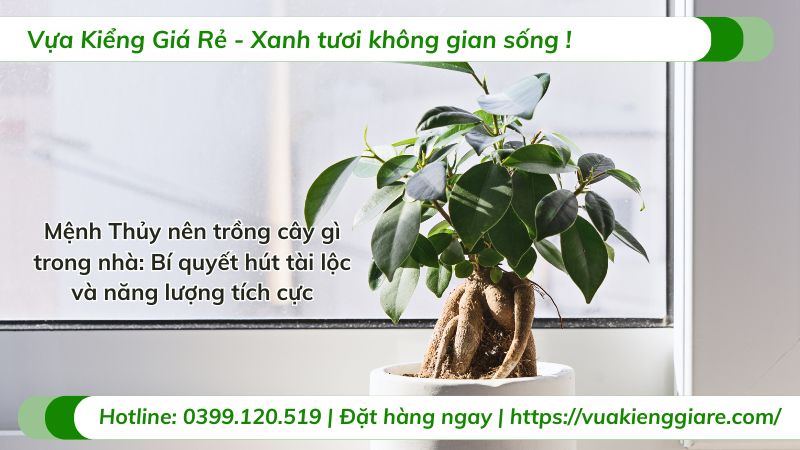 mệnh thủy nên trồng cây gì trong nhà