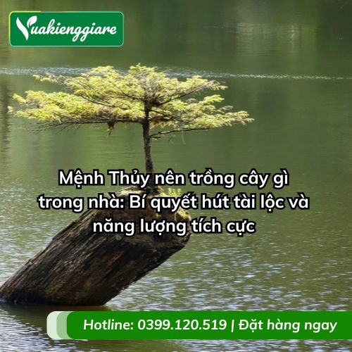 mệnh thủy nên trồng cây gì trong nhà