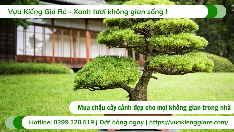 mua chậu cây cảnh đẹp