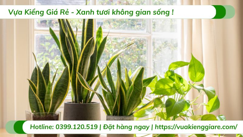 mua chậu cây cảnh đẹp