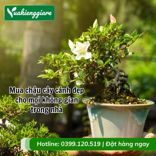 mua chậu cây cảnh đẹp