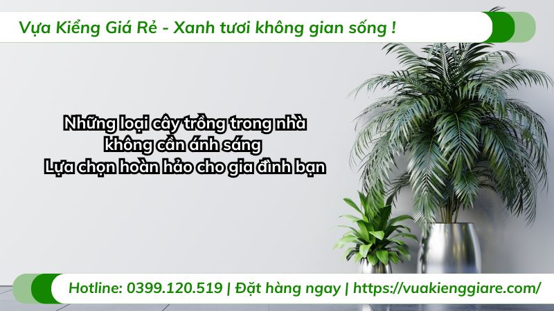 những loại cây trồng trong nhà không cần ánh sáng