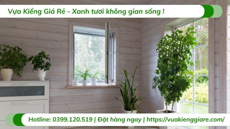 những loại cây trồng trong nhà không cần ánh sáng