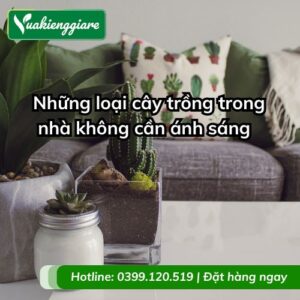 những loại cây trồng trong nhà không cần ánh sáng