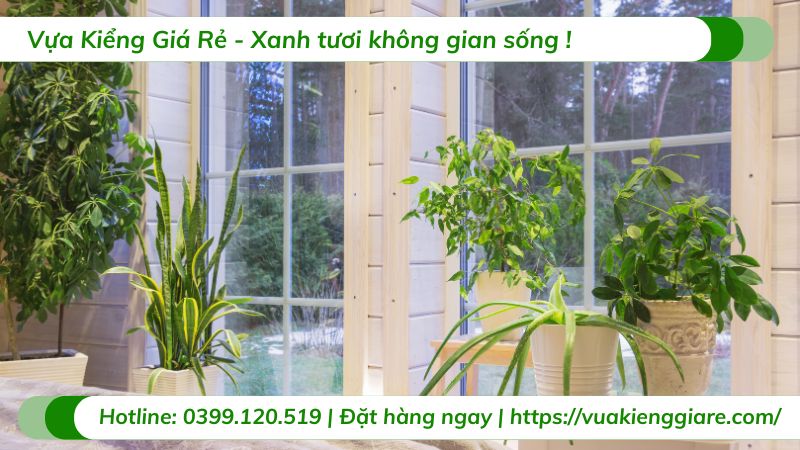 những loại cây trồng trong nhà không cần ánh sáng