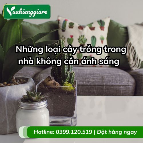 những loại cây trồng trong nhà không cần ánh sáng