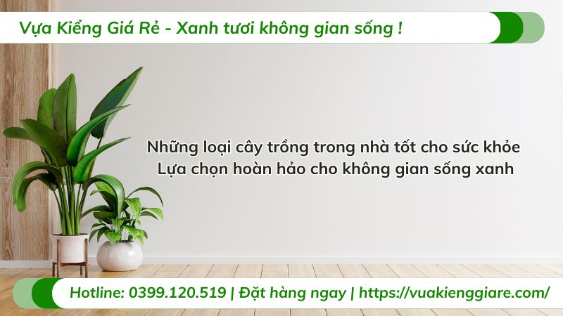 những loại cây trồng trong nhà tốt cho sức khỏe