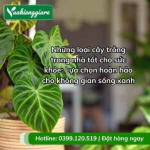 những loại cây trồng trong nhà tốt cho sức khỏe