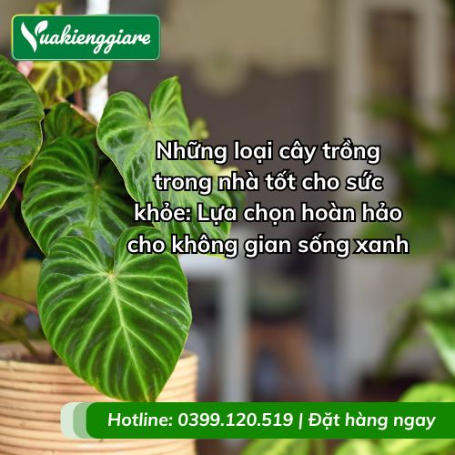 những loại cây trồng trong nhà tốt cho sức khỏe