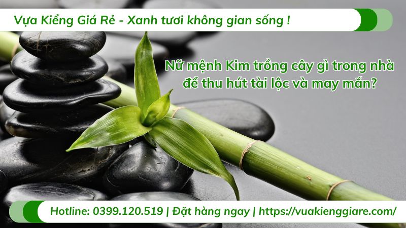 nữ mệnh kim trồng cây gì trong nhà