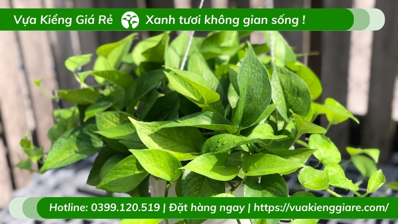 mệnh mộc nên trồng cây gì trong nhà
