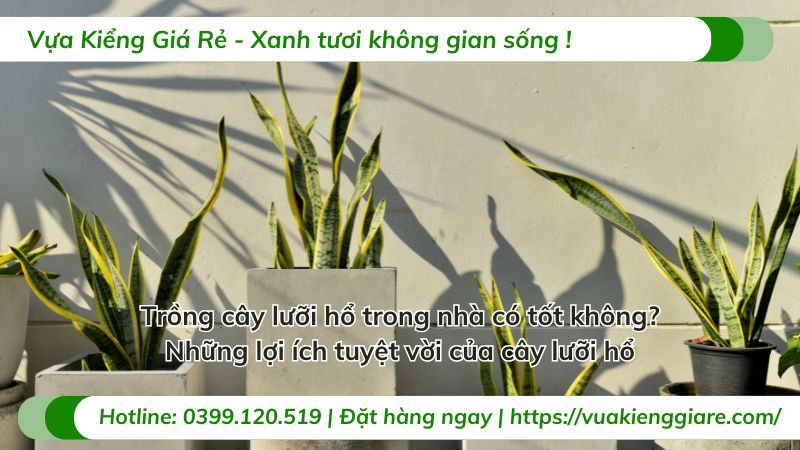 trồng cây lưỡi hổ trong nhà có tốt không