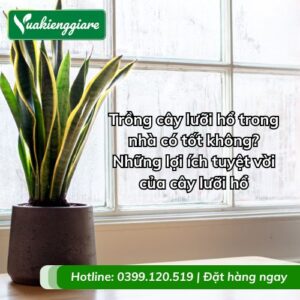 trồng cây lưỡi hổ trong nhà có tốt không