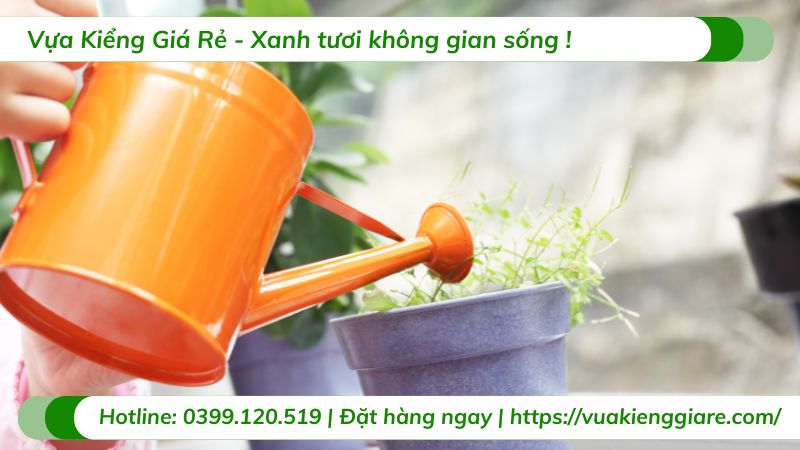 trồng cây lưỡi hổ trong nhà có tốt không