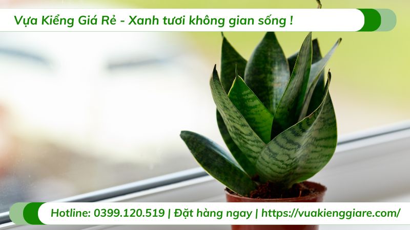 trồng cây lưỡi hổ trong nhà có tốt không