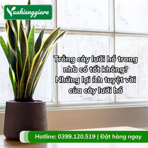 trồng cây lưỡi hổ trong nhà có tốt không