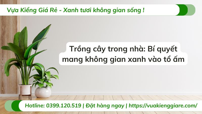 trồng cây trong nhà
