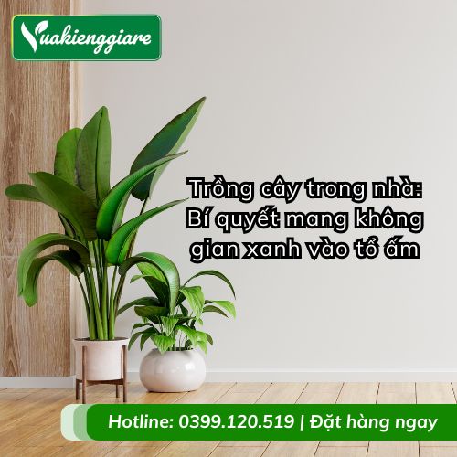 trồng cây trong nhà