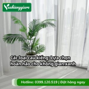 các loại cau kiểng