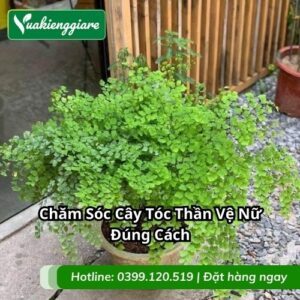 chăm sóc cây tóc thần vệ nữ