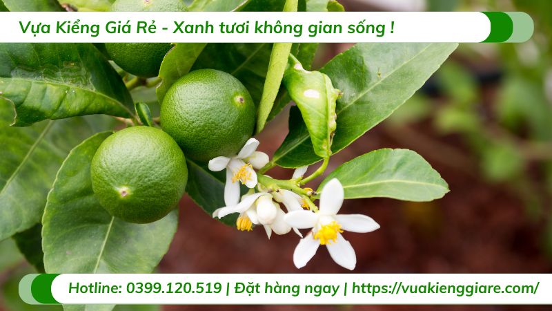 cây ăn trái dễ trồng