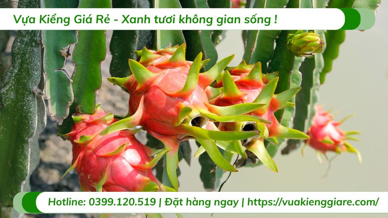 cây ăn trái dễ trồng