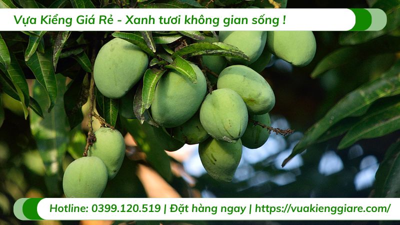 cây ăn trái dễ trồng