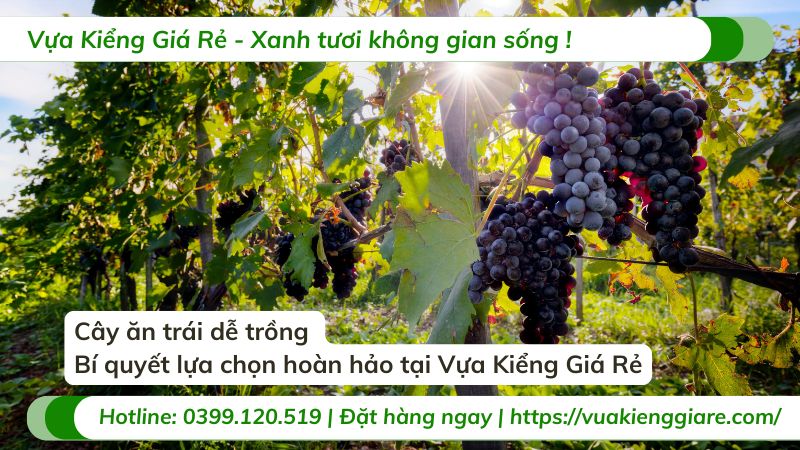 cây ăn trái dễ trồng