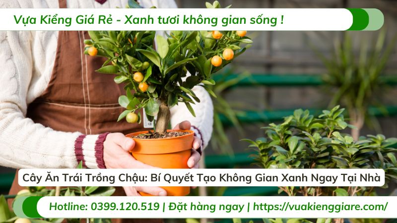 cây ăn trái trồng chậu