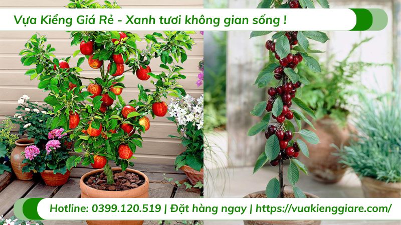 cây ăn trái trồng chậu