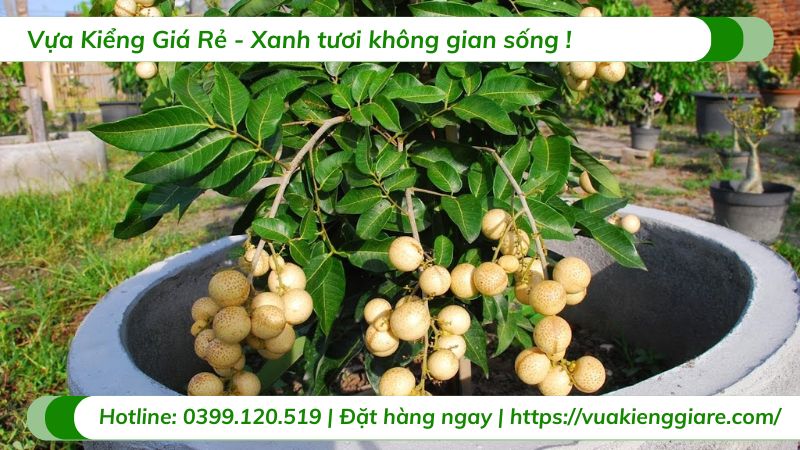 cây ăn trái trồng chậu
