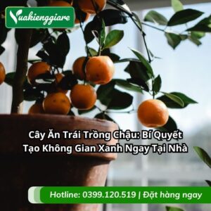 cây ăn trái trồng chậu