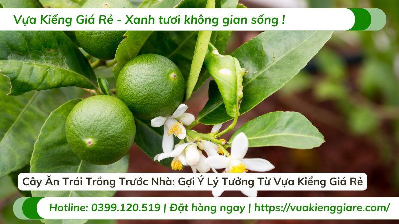 cây ăn trái trồng trước nhà