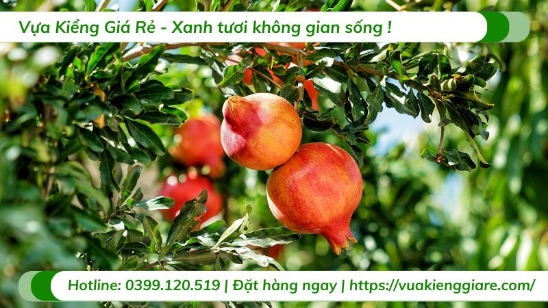 cây ăn trái trồng trước nhà
