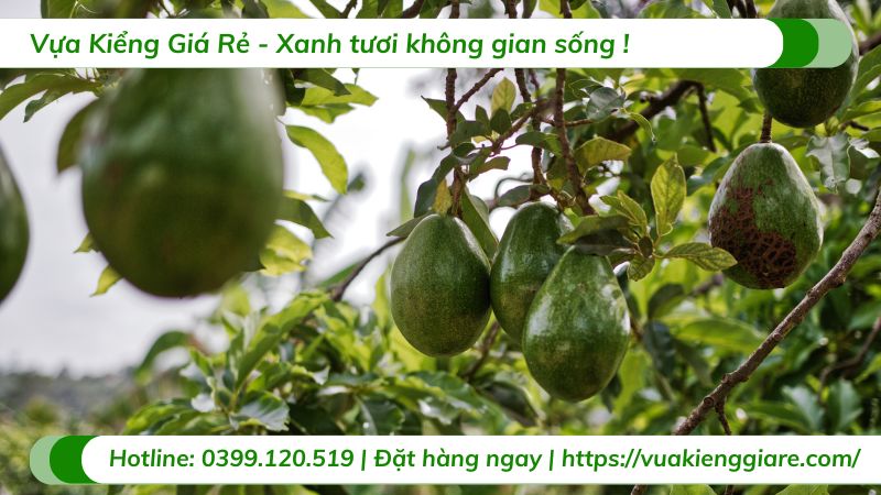 cây ăn trái trồng trước nhà