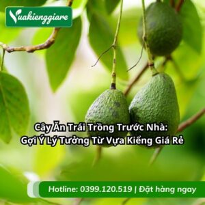 cây ăn trái trồng trước nhà