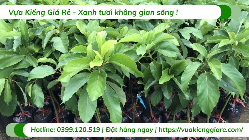 Cây bơ 034 (cây giống)