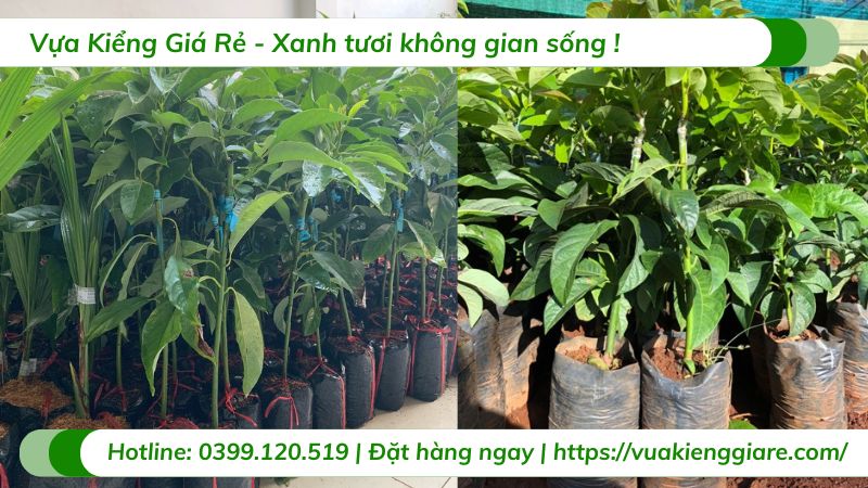 Cây bơ 034 (cây giống)