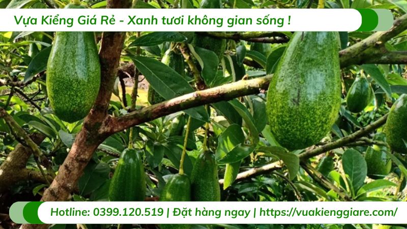Cây bơ lùn siêu trái (cây giống)