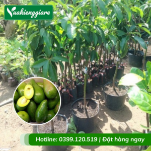 Cây bơ lùn siêu trái (cây giống)