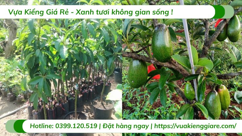 Cây bơ lùn siêu trái (cây giống)