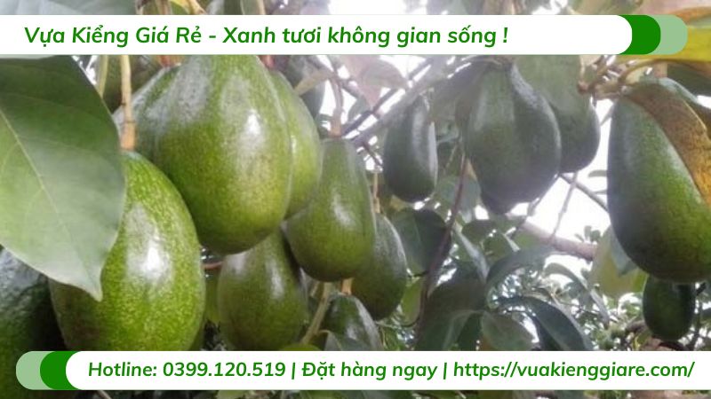 Cây bơ lùn siêu trái (cây giống)