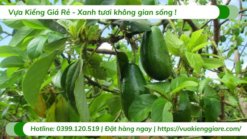 Cây bơ sáp (cây giống)