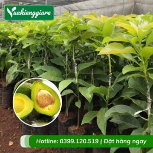 Cây bơ sáp (cây giống)