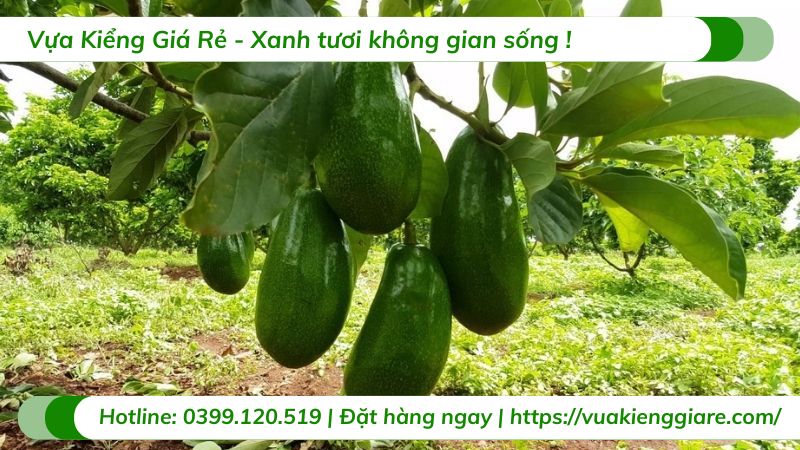 Cây bơ sáp (cây giống)