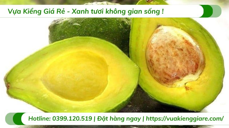 Cây bơ sáp (cây giống)